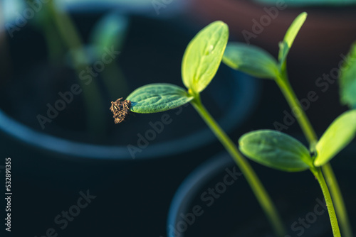 paprika seedlings in black pots