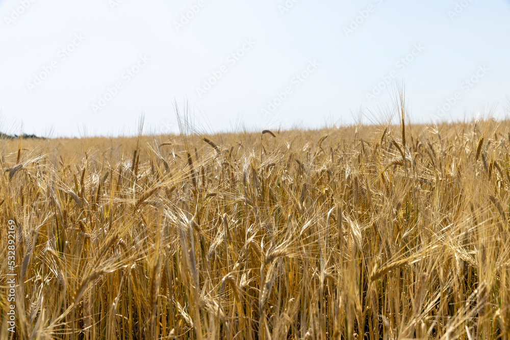 ripe wheat harvest in summer ripe wheat harvest in summer