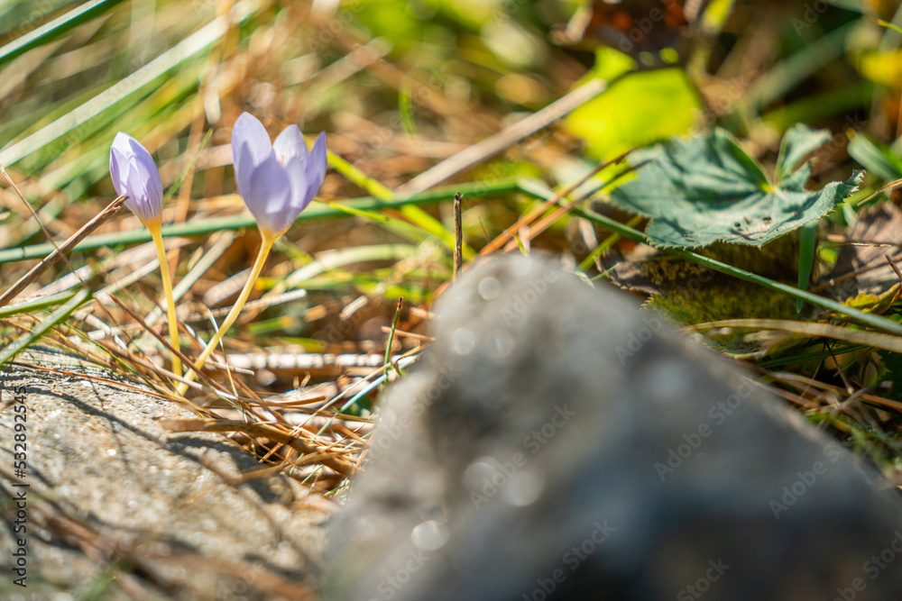 Close-up photography of a violet flower on the green background. A stone at the foreground. Close-up photography of a violet flower on the green background. A stone at the foreground.