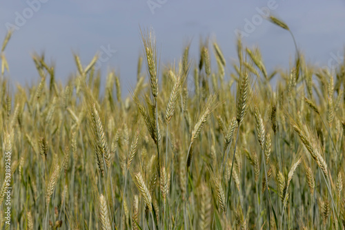 Wheat field with unripe wheat swaying in the wind