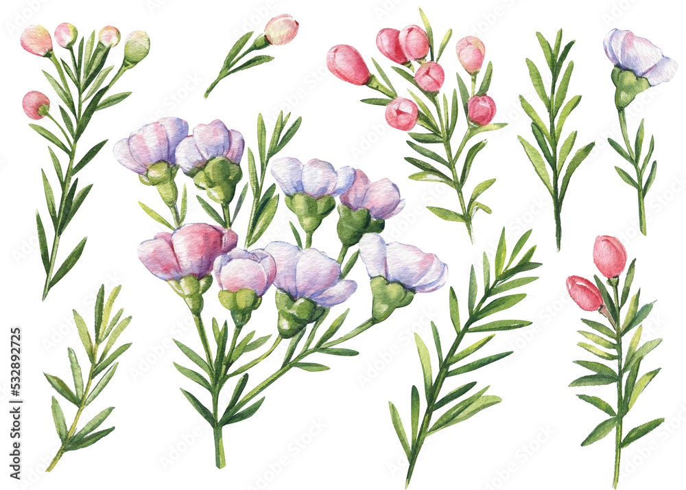 Floral set. Watercolor illustration, botanical painting, green plants , small white flowers and leaves
