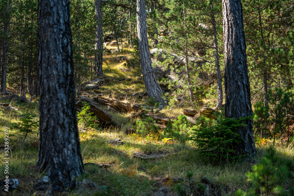 Scenic Sunny Afternoon in the Ancient Forest Scenic Sunny Afternoon in the Ancient Forest