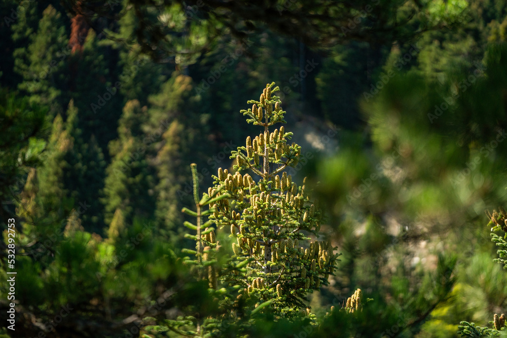 Close-up of a fir tree branch at a beautiful light. Green and healthy fir tree Close-up of a fir tree branch at a beautiful light. Green and healthy fir tree
