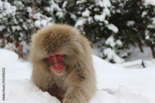 Jigokudani Monkey Park, Nagano, Japan 2014 © Lisa