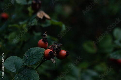 Wild rose berries