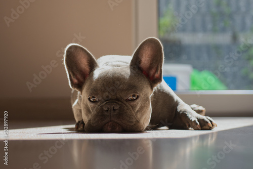 French bulldog on the floor