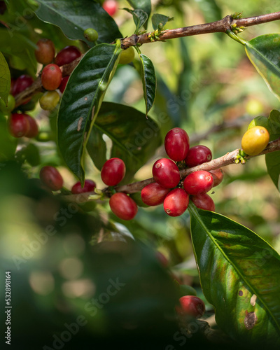 Robusta Red Coffee Beans