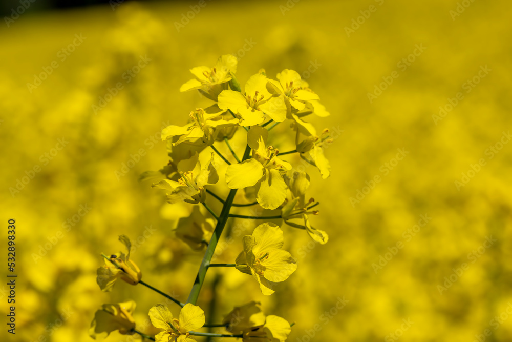 Yellow-flowering rapeseed in the summer Yellow-flowering rapeseed in the summer