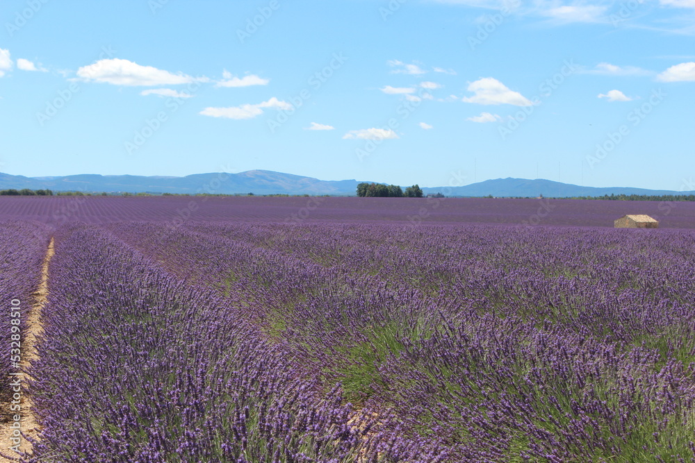 Naklejka premium paysage de lavande plateau de Valensole en Provence, france.