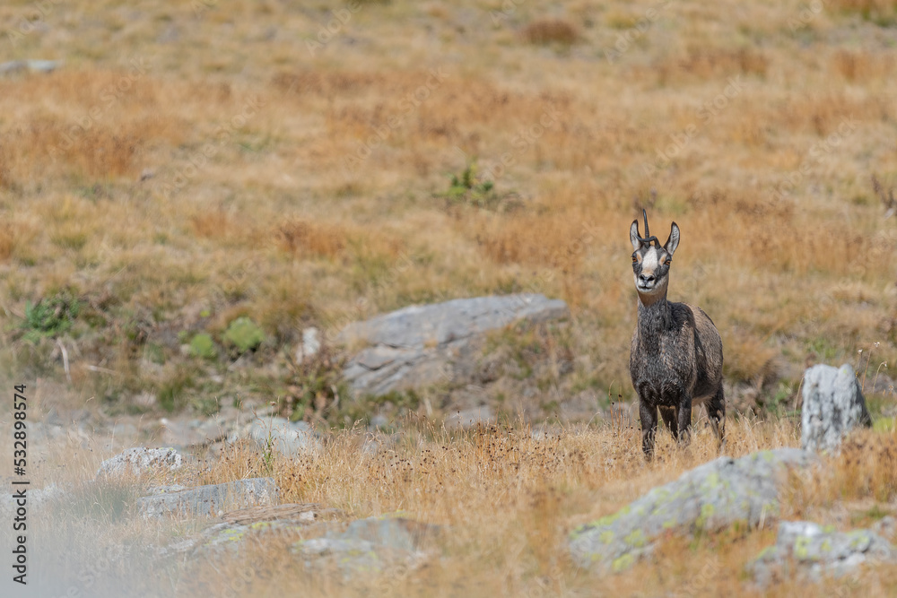 Fototapeta premium It's seems an unicorn, face to face with a strange Chamois (Rupicapra rupicapra)