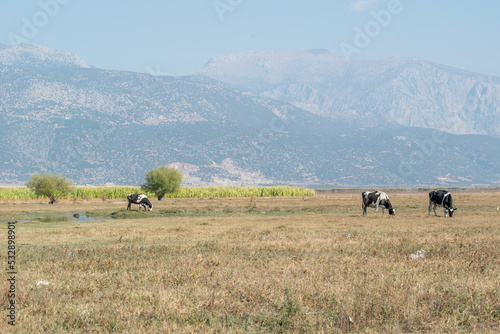 Two cows grazing in the field, big mountain at the back