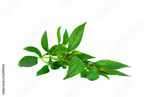 andrographis paniculata, branch green leaves on white background,isolated photo