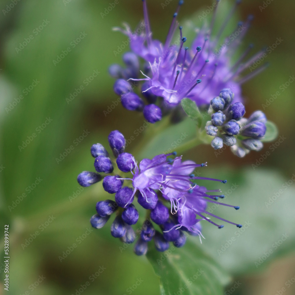 Close-up of Caryopteris clandonensis Close-up of Caryopteris clandonensis