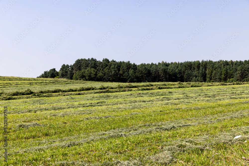 Mowing grass for harvesting and feeding cattle Mowing grass for harvesting and feeding cattle