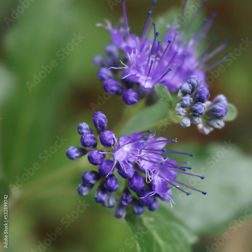 Close-up of Caryopteris clandonensis  Summer sorbet  in bloom. Blue flowers on plant on summer