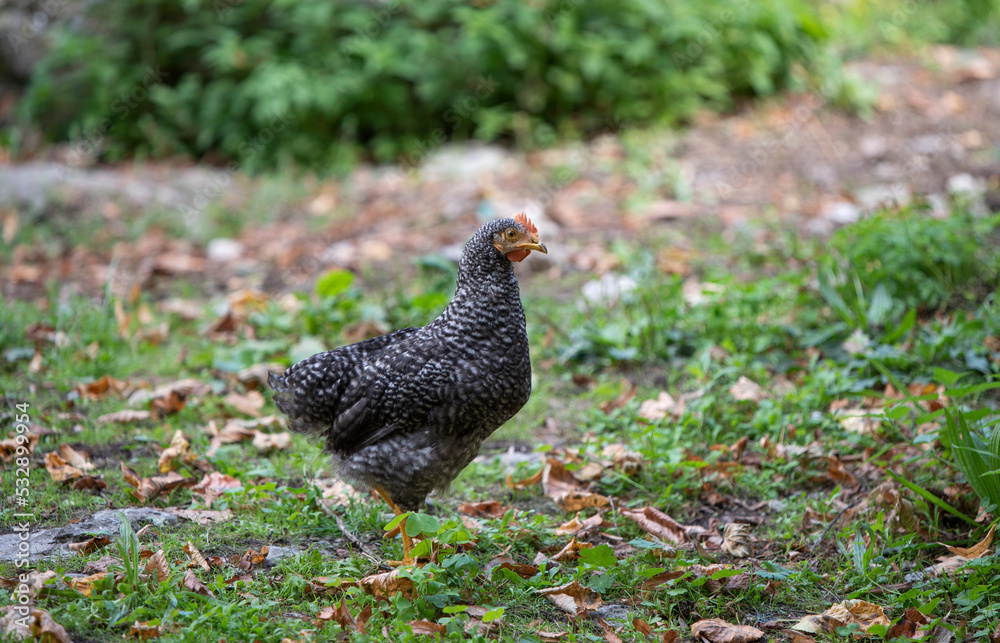 free range hen looking for food outdoors free range hen looking for food outdoors