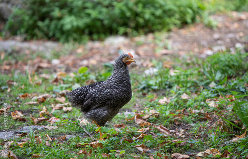 free range hen looking for food outdoors