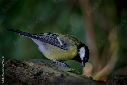 A great tit foraging in the the forest.