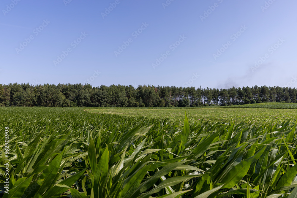 Green corn bushes in the field Green corn bushes in the field