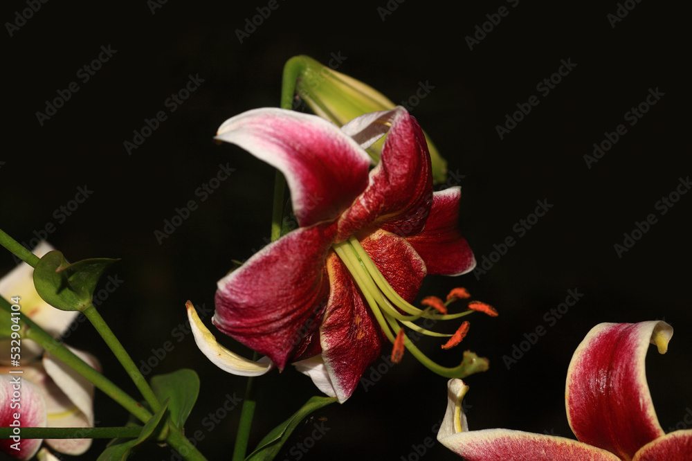 Flowering lily in the home garden in the summer. Natural blurred background. Flowering lily in the home garden in the summer. Natural blurred background.