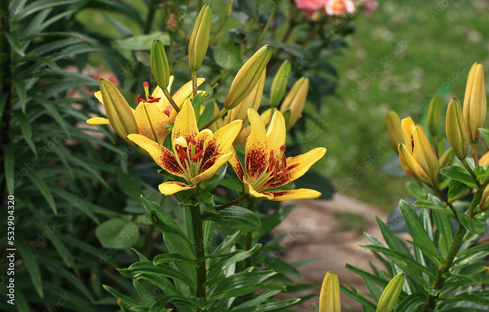 Flowering lily in the home garden in the summer. Natural blurred background. Flowering lily in the home garden in the summer. Natural blurred background.