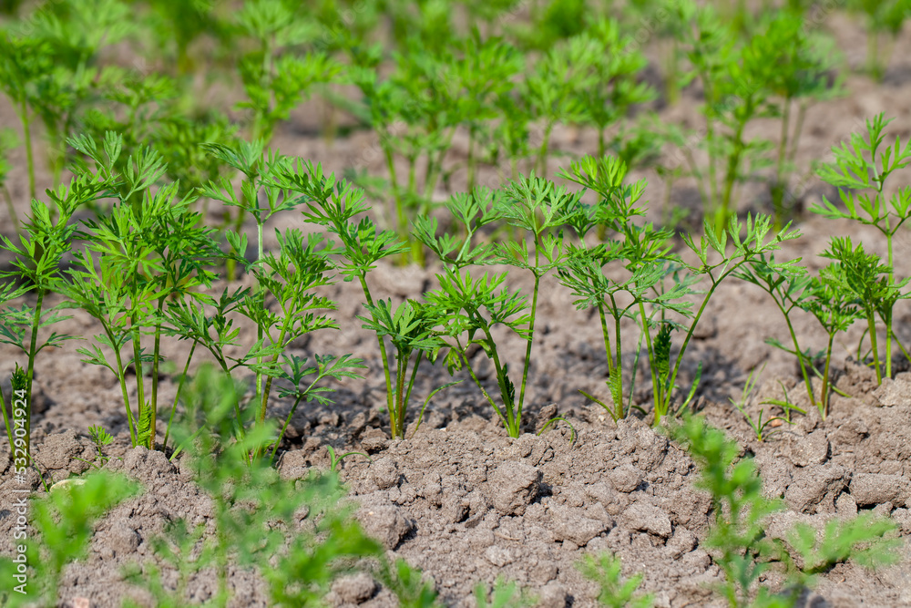 An agricultural field where a large number of carrots grow An agricultural field where a large number of carrots grow