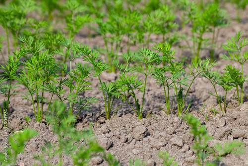 Tableau sur toile An agricultural field where a large number of carrots grow