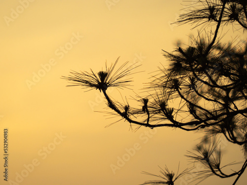 The background silhouette of pine tree branches with sunset.