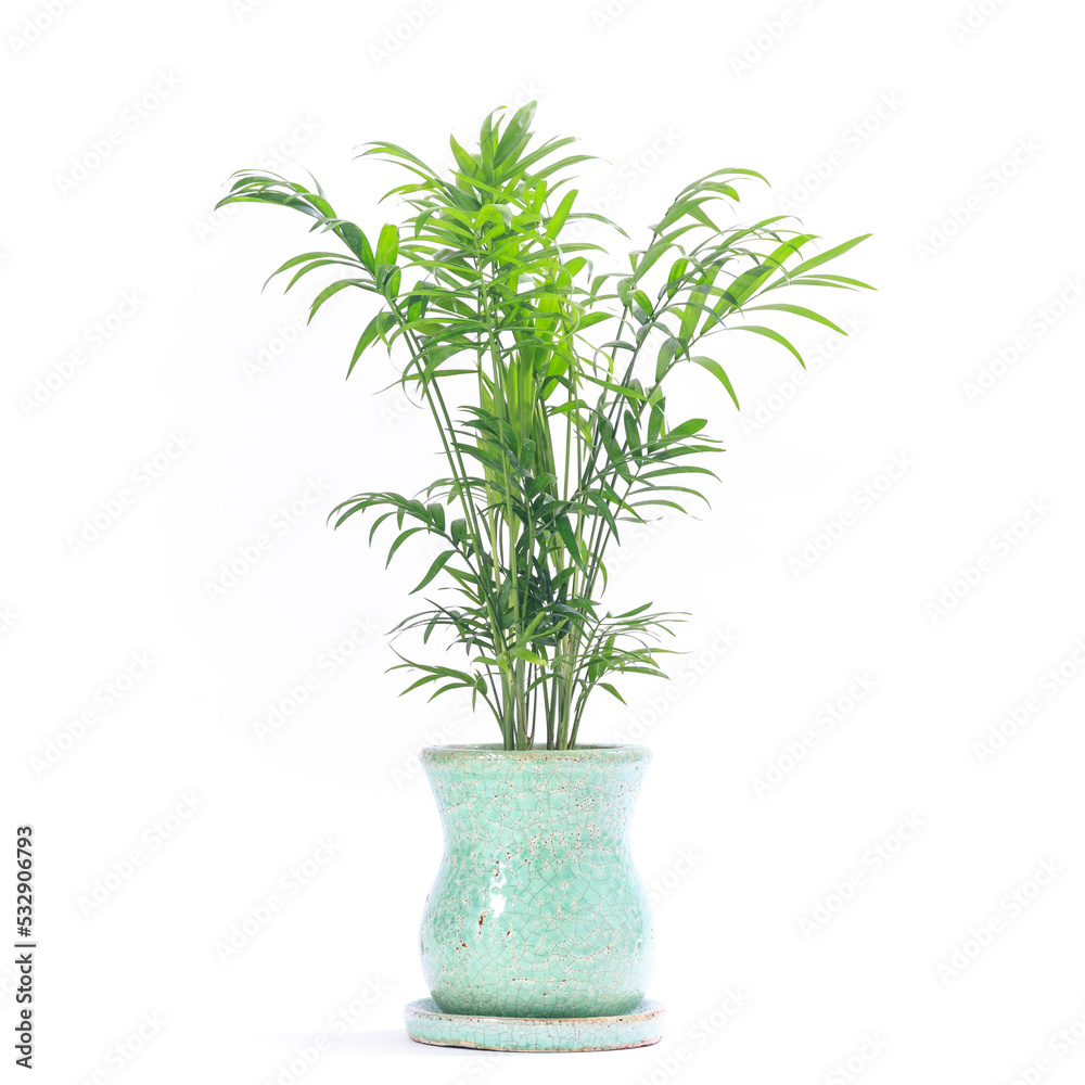 観葉植物、テーブルヤシの鉢植え【白背景】