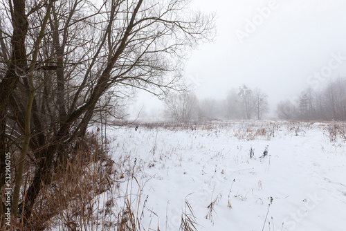 Wallpaper Mural A swamp covered with snow and ice in the winter season Torontodigital.ca