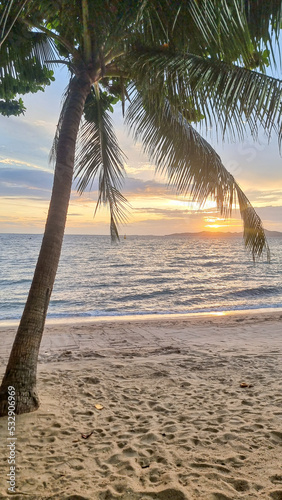 Dongtan Beach Pattaya Jomtien Thailand, palm trees on the beach during sunset.  photo