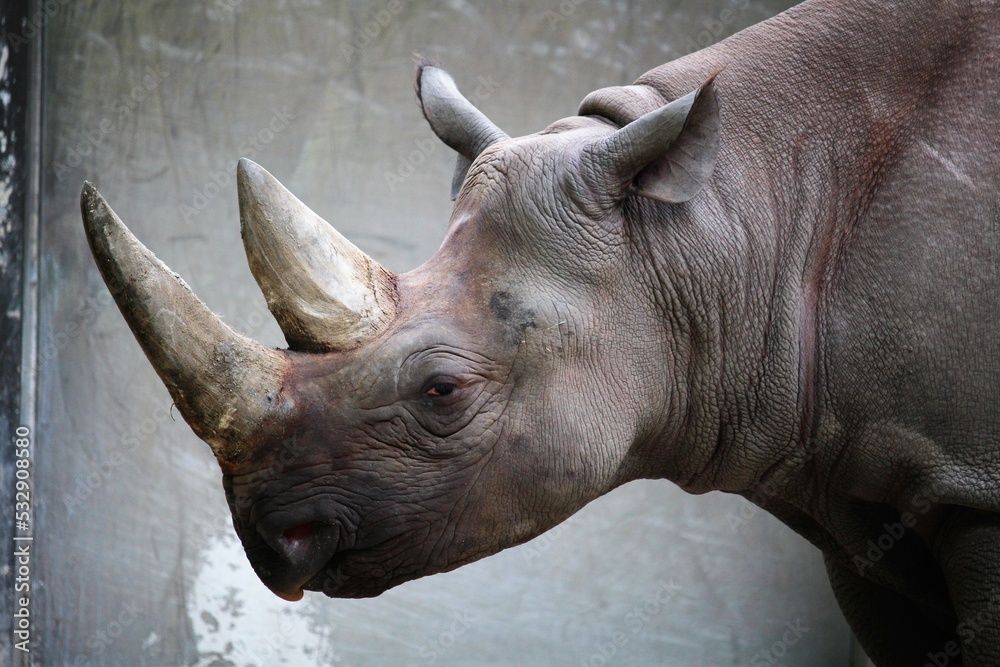 Nashorn Nahaufnahme, Portait Stock-Foto | Adobe Stock