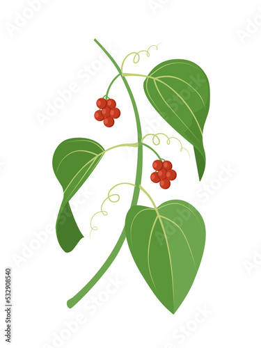 Vector illustration, sarsaparilla leaf with berries, isolated on white background. photo