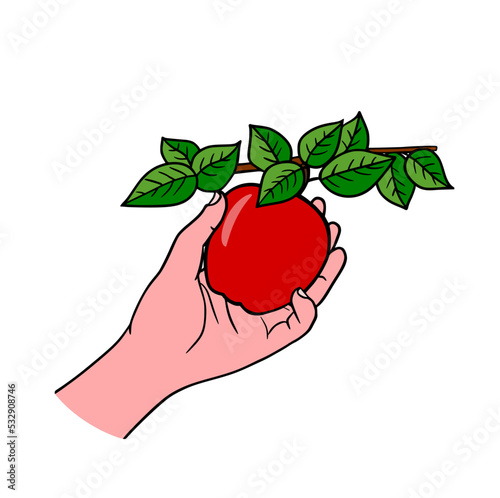 Hand and apple tree branch. Picking apples. Harvesting. Branch with ripe apple isolated on a white background. Vector flat illustration.