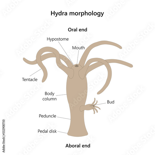 Hydra morphology. Vector illustration. Isolated on white.