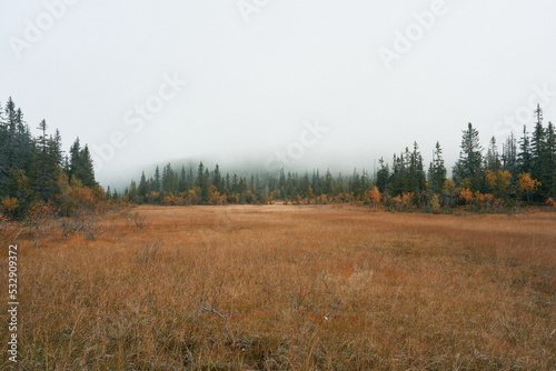 Marshlands in fog. Image from a trip to the Svartdalstjerna Forest Reserve of the Totenaasen Hills, Norway, in autumn.