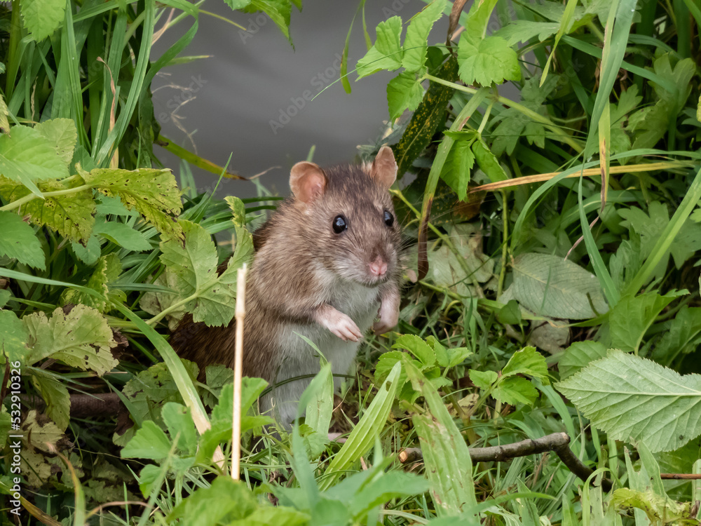 Close-up shot of the Common rat (Rattus norvegicus) with dark grey and brown fur standing on back paws in the grass Close-up shot of the Common rat (Rattus norvegicus) with dark grey and brown fur standing on back paws in the grass