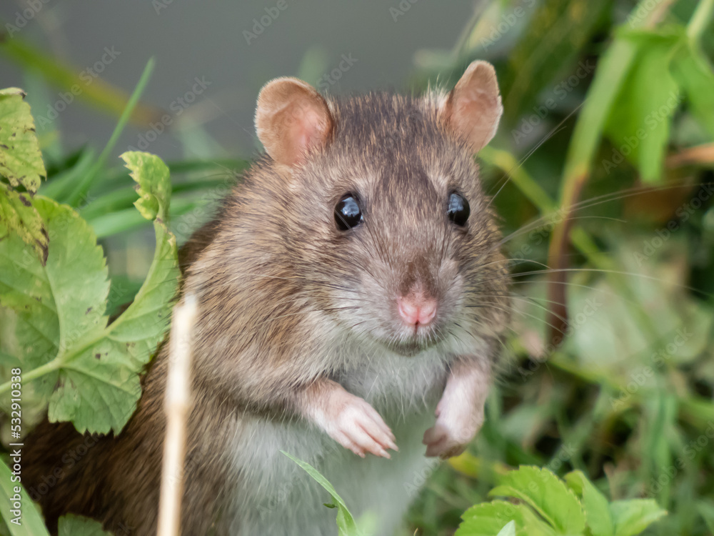 Close-up shot of the Common rat (Rattus norvegicus) with dark grey and brown fur standing on back paws in the grass Close-up shot of the Common rat (Rattus norvegicus) with dark grey and brown fur standing on back paws in the grass