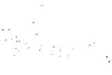 A swarm, group of doves flying in the sky, isolated  in png transparent