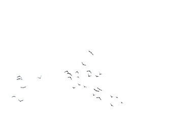 A  swarm, group of doves flying in the sky, isolated in png transparent