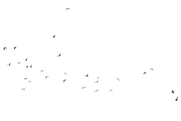 A swarm, group of doves flying in the sky, isolated  in png transparent