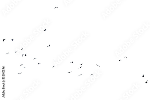 Fotografie, Obraz A group of doves flying in the sky, in png transparent