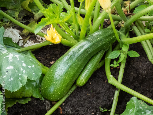 Close-up shot of big, green zucchini growing on plant in a backyard garden