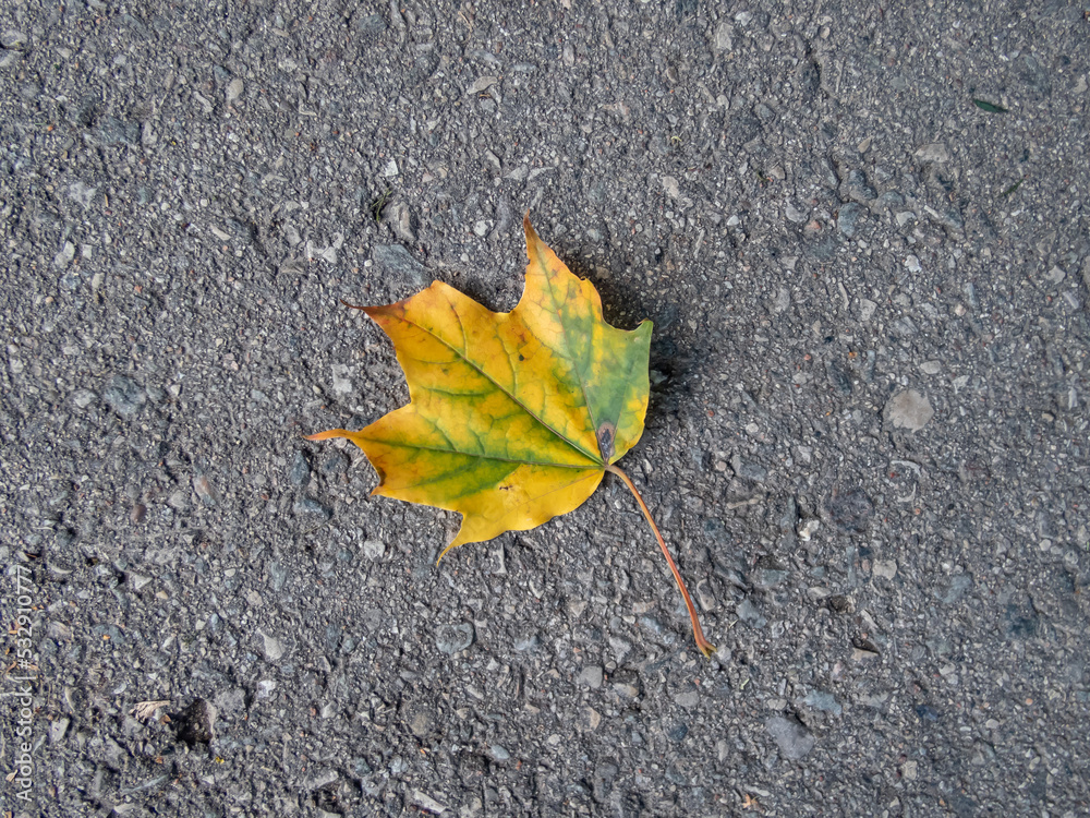Close-up shot of a maple leaf on the ground in autumn. Maple leaf changing colours from green to yellow, orange, red and brown Close-up shot of a maple leaf on the ground in autumn. Maple leaf changing colours from green to yellow, orange, red and brown