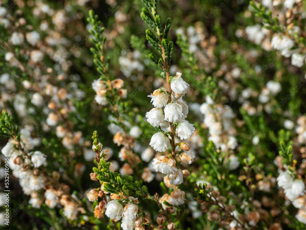 Macro of the Heather (Calluna vulgaris) Alba plena with mid-green foliage and double white flowers from August to October Macro of the Heather (Calluna vulgaris) Alba plena with mid-green foliage and double white flowers from August to October