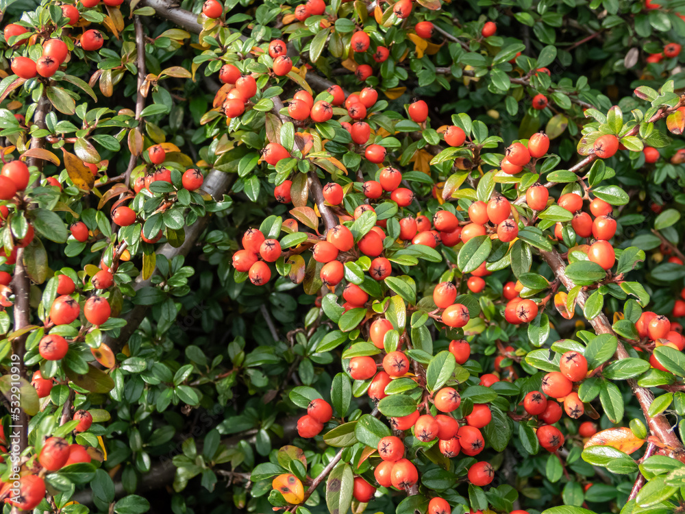 Evergreen shrub with small, glossy, dark green leaves and bright red fruits of bearberry cotoneaster (Cotoneaster dammeri) cultivar 'Skogholm'