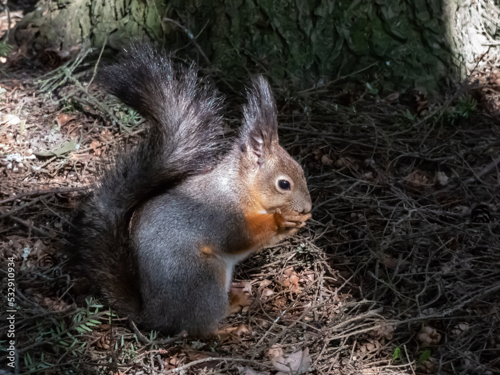 Close-up shot of the Red Squirrel (Sciurus vulgaris) with winter grey coat sitting on the ground and holding a pine cone in paws in bright sunlight with focus on eye. Beautiful animal scenery Close-up shot of the Red Squirrel (Sciurus vulgaris) with winter grey coat sitting on the ground and holding a pine cone in paws in bright sunlight with focus on eye. Beautiful animal scenery