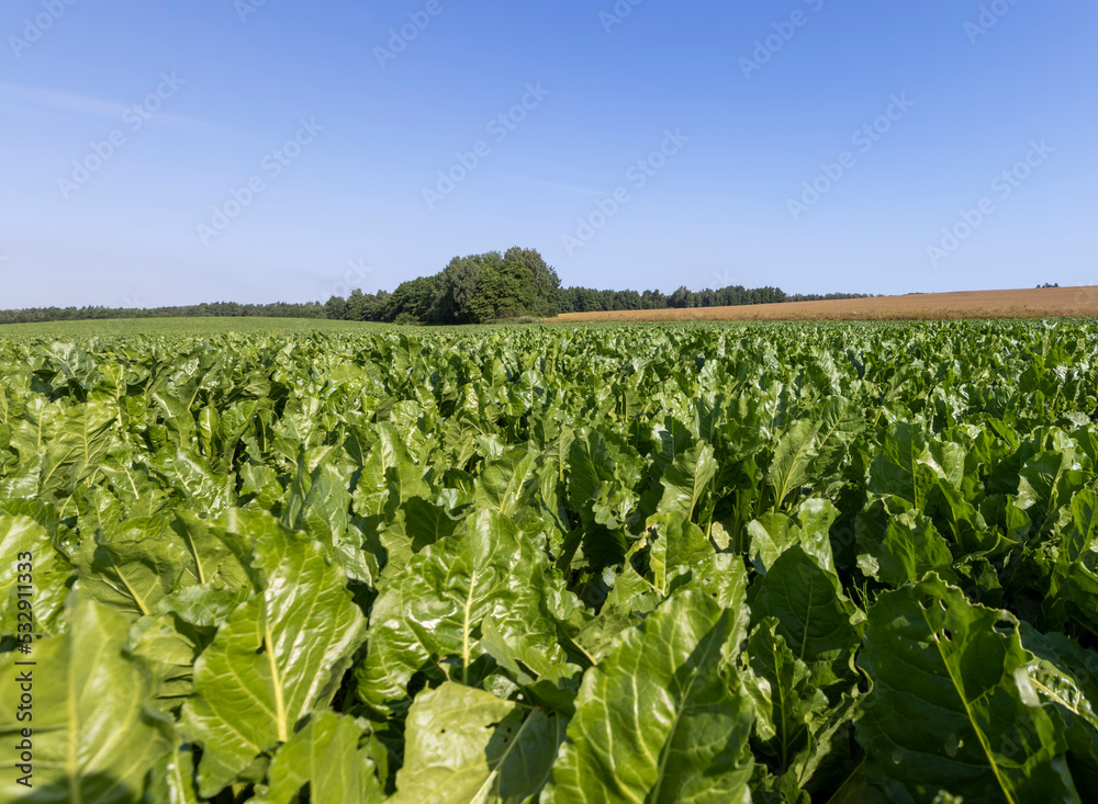 Growing beets in an agricultural field