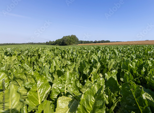 Growing beets in an agricultural field