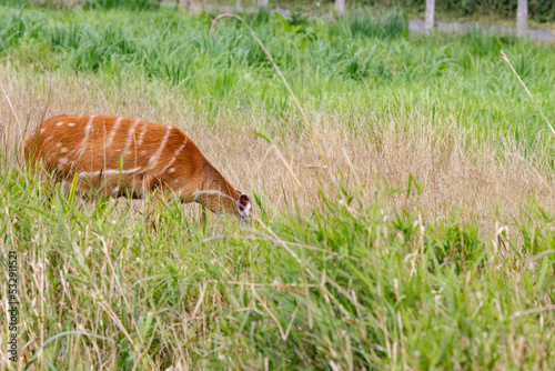 The sitatunga is a rare swamp-dwelling antelope,Odense zoo,Scandinavia,Europe photo